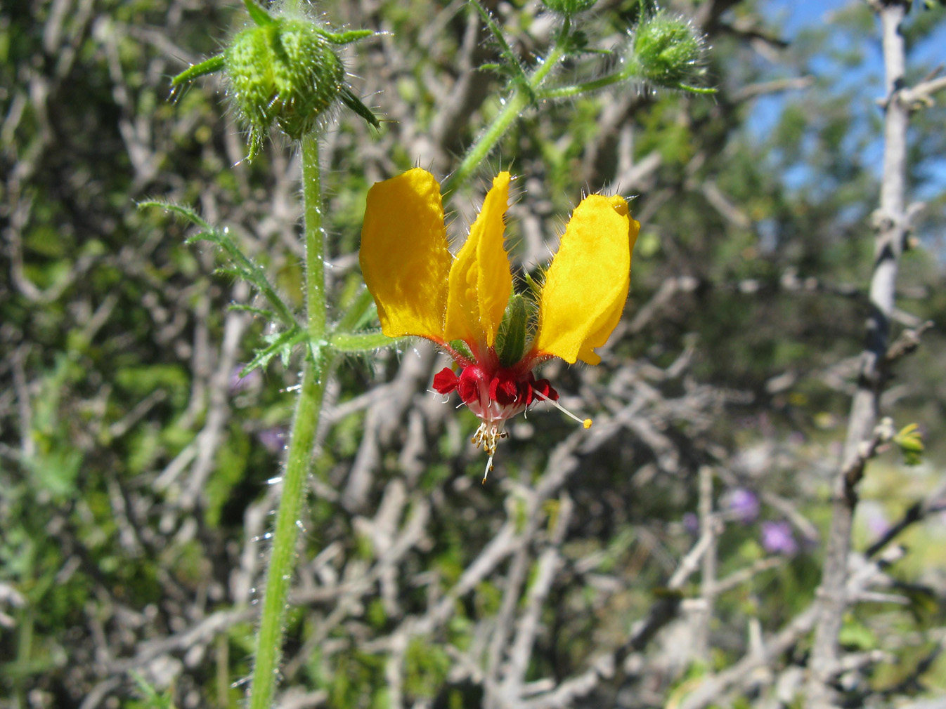 Loasa multifida detalle flor